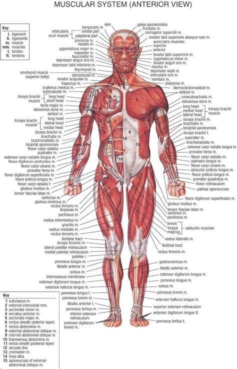 Printable Anatomy Of The Muscle Diagram - Printable JD