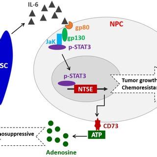 MSC Derived IL 6 Induces CD73 Expression Activates STAT3 Signaling