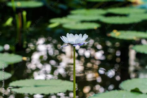 Nymphaea Nouchali Known As Nymphaea Stellata Or By Common Names Blue