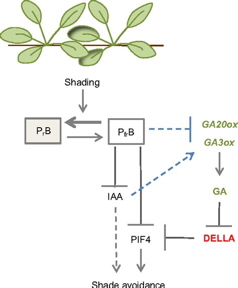 Figure 3 From The Role Of Gibberellin Signalling In Plant Responses To