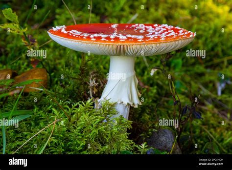 Red Wild Amanita Muscaria Mushroom A Red Amanita Muscaria Mushroom