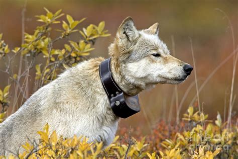 Gray Wolf, Radio Collar, Canis Lupus Photograph by Martin Grosnick - Pixels