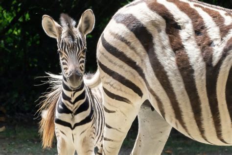 Zebra Foal Born At Schönbrunn Zoo Zooborns