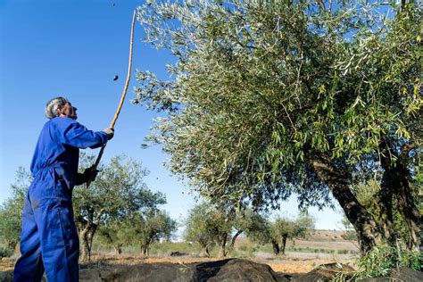 Cosecha de Aceitunas Cuándo se recoge la aceituna