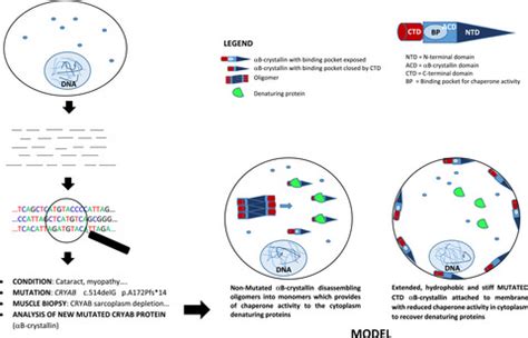 A Novel Dominant Mutation In CRYAB Gene Leading To A Severe Phenotype