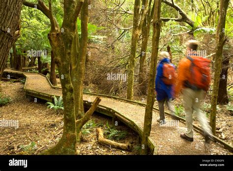 An Bord Gehen Im Regenwald Lilly Pilly Gully Wilsons Promontory