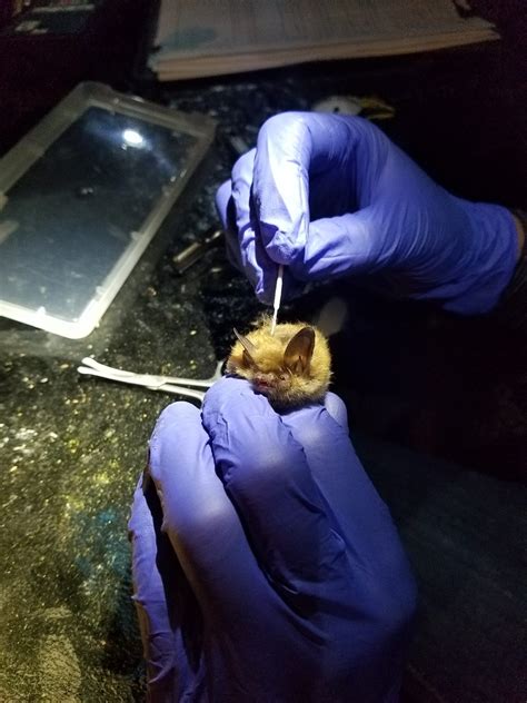 Northern Long-eared Bats - BiodiversityWorks