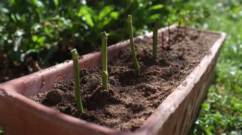 Comment Faire Des Boutures De Rosiers Au Printemps Housekeeping