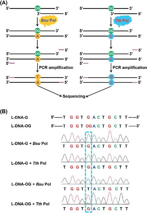 Analysis Of Og In Dna By Sequencing A Schematic Illustration Of The