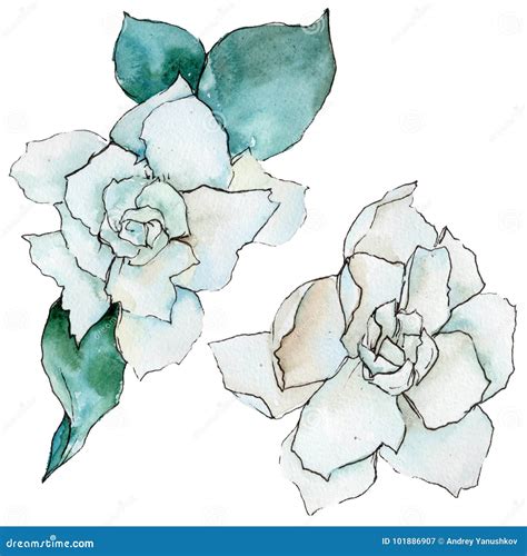 Wildflower Gardenia Flower In A Watercolor Style Isolated Stock