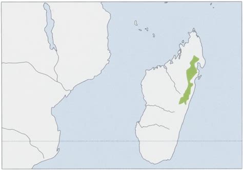 Distribution. NE & CE Madagascar, found roughly from the Anjanaharibe