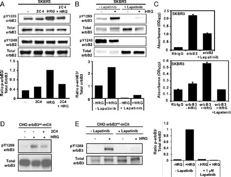 Figure 1 From Erbb 3 Is An Active Tyrosine Kinase Capable Of Homo And Hetero Interactions 2 3