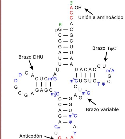 Print Froggy Jumps Repaso De Biomol Culas Biolog A Bachillerato