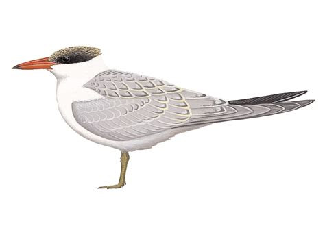 Details Caspian Tern Birdguides