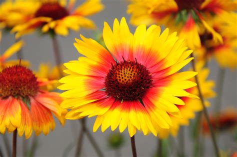 Gaillardia Aristata Blanketflower — Landh Seeds Pacific Northwest