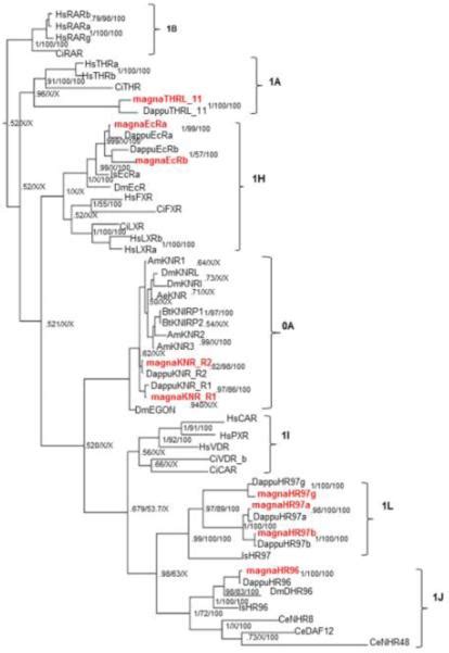 Annotation Of The Daphnia Magna Nuclear Receptors Comparison To