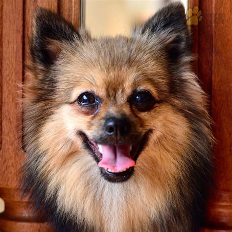 Pomeranian Puppies for Sale in Galion, OH | Lancaster Puppies