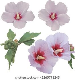 Rose Sharon National Flower Republic Korea Stock Vector Royalty Free