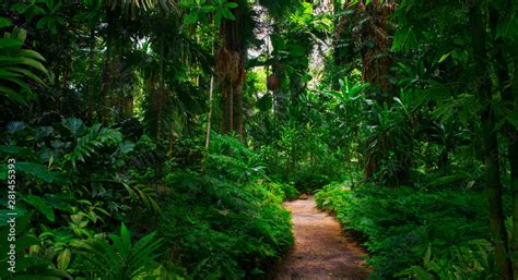 southeast asian tropical rainforest  path stock photo adobe stock