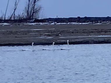 Conneaut lake and Slip 12/21 | Ohio Game Fishing