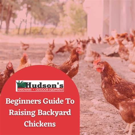 Beginners Guide To Raising Backyard Chickens Hudson S Hardware