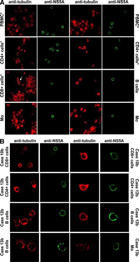 Hcv Ns A Protein Detection In Pbmcs And Immune Cell Subtypes From