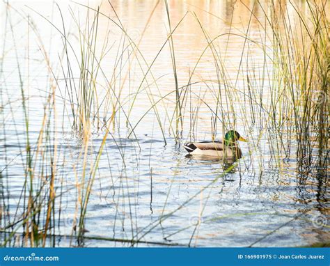 Mallard Duck Male Swimming in a Lake Stock Image - Image of mirceax, pond: 166901975