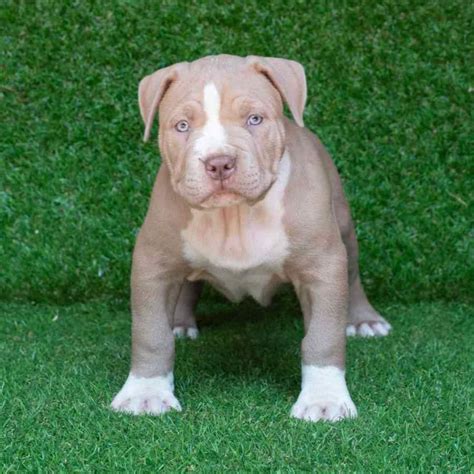 fawn blue nose pitbull puppies