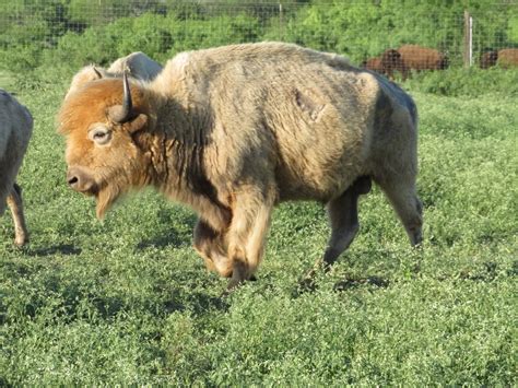 White Buffalo Hunting - Lonesome Bull Ranch