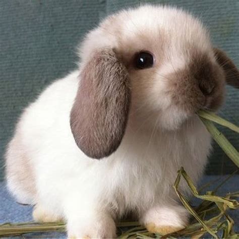 Holland Lop | Cute baby bunnies, Cute animals, Pet bunny