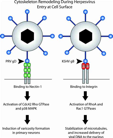 Binding Of Herpesvirus Glycoproteins To Host Receptors During Viral Download Scientific Diagram