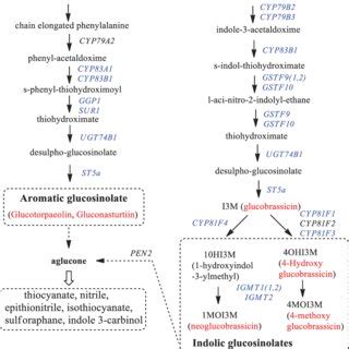 Expression Levels Of Glucosinolate Biosynthesis Genes In Red And Green