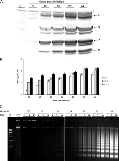 Kinetics Of VHSV Replication And Induction Of Apoptosis In EPC Cells