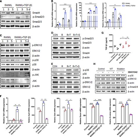 Frontiers Aberrant Activation Of Tgf Induces High Bone Turnover