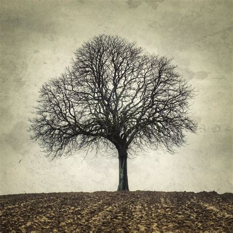 Images About My Two Favorites Naked Tree S And Quotes On Pinterest