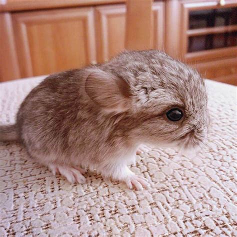 30 Baby Chinchilla Pictures That Will Simply Destroy You With Cuteness