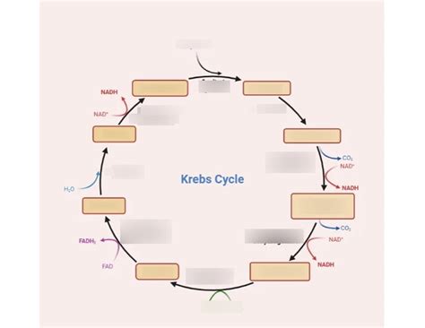 Exam Biochemistry Diagram Quizlet