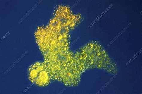 Amoeba Light Micrograph Stock Image C021 0211 Science Photo Library