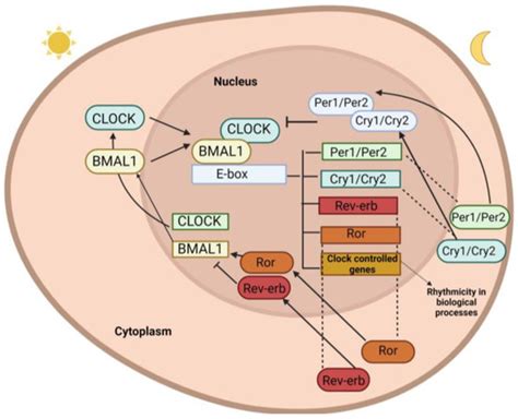 Ijms Free Full Text Circadian Disruption And Mental Health The