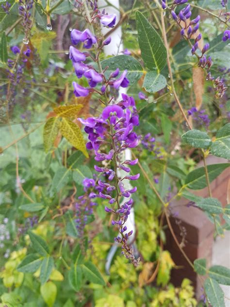 Wisteria Purple Flowers Free Stock Photo - Public Domain Pictures