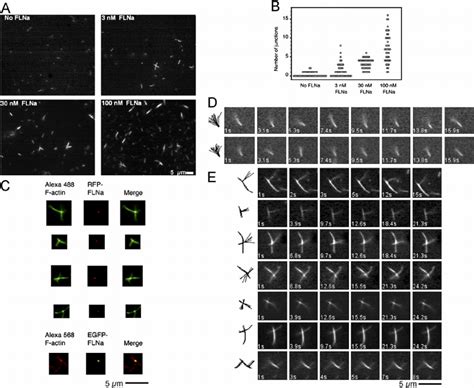 Orthogonal branching of F-actin by FLNa. (A) Relationship between FLNa ... 