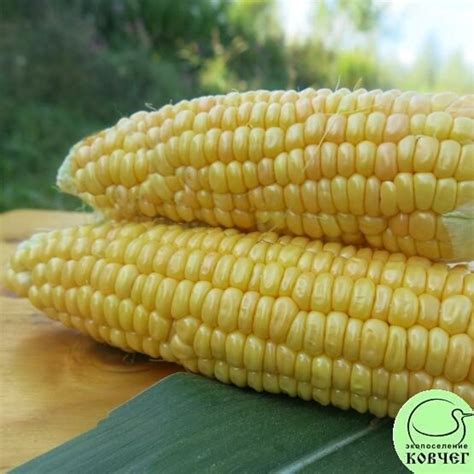 Семена кукурузы сахарной Сахарный початок - Интернет-магазин жителей ...