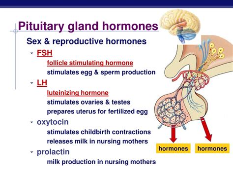 Ppt Endocrine System Hormones Powerpoint Presentation Free Download Id9118067