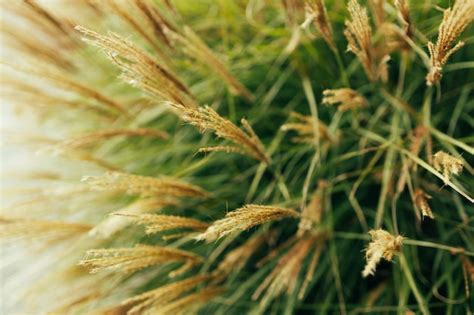 Hierba Pampeana Soplando En El Viento Cortaderia Selloana Movi Ndose En