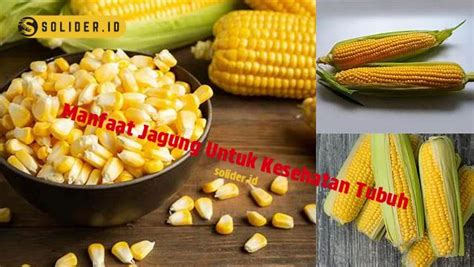 Manfaat Jagung Untuk Kesehatan Tubuh Yang Jarang Diketahui Solider