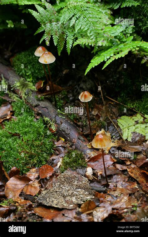 Saffrondrop Bonnet Fungus Mycena Crocata Mycenaceae Stock Photo Alamy