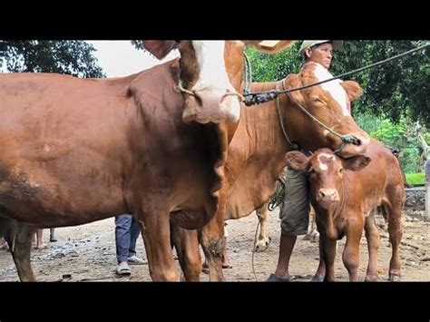 Babon Anak Juta Sapi Gak Laku Di Jual Murah Pasar Tuban Youtube