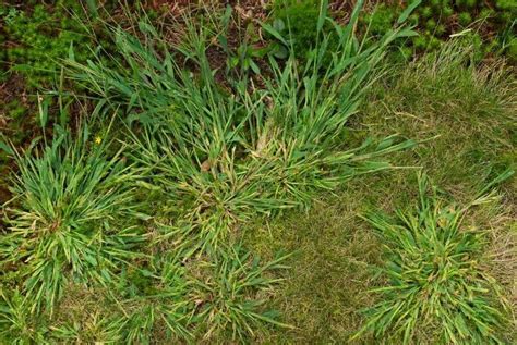 How To Kill Crabgrass And Keep It From Coming Back Kempkers True Value And Rental Inc