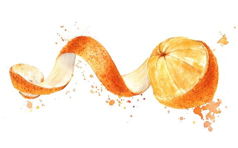 Orange Fruit With Peeled Spiral Skin Fruits Drawing Watercolor