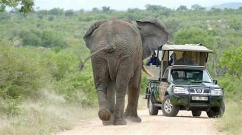 Day Savanna Elephant Loxodonta Africana Bull Turnin Flickr